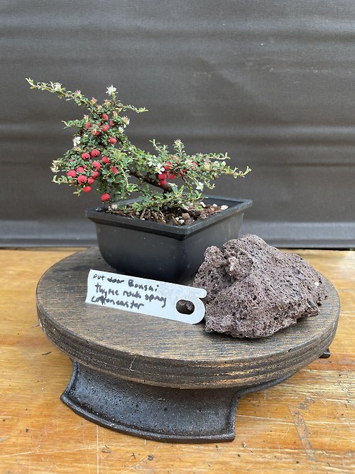 Cotoneaster Microphyllus \'Thymifolius\'