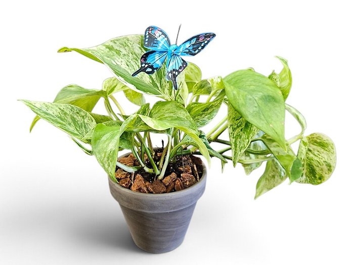 Pothos and Butterflies