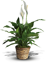 Simply Elegant Spathiphyllum 6\" pot