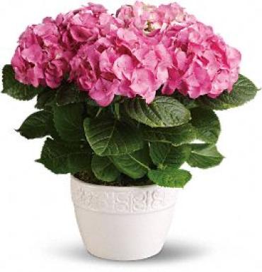 Happy Hydrangea - Pink