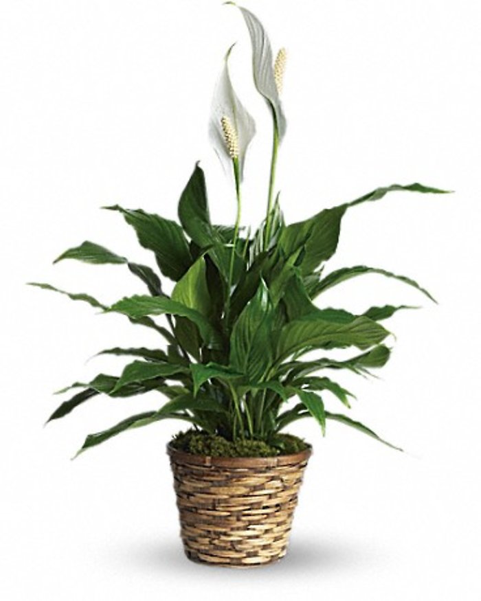 Spathiphyllum Peace Lily
