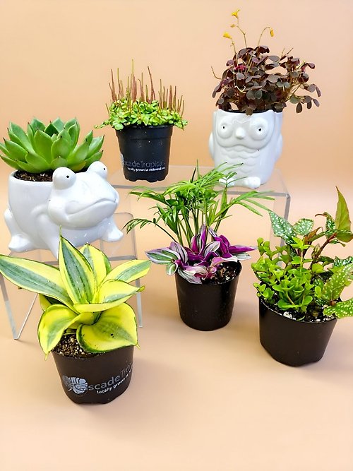 Cute Critter Potted Plant