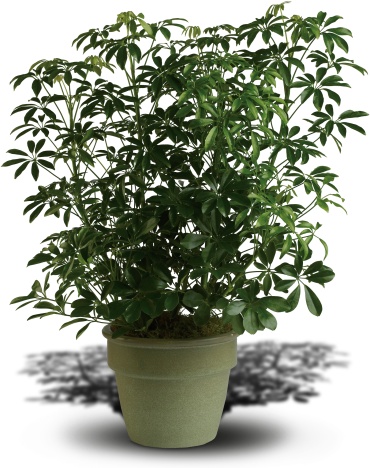 Arboricola Floor plant