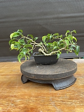 Miniature Ficus
