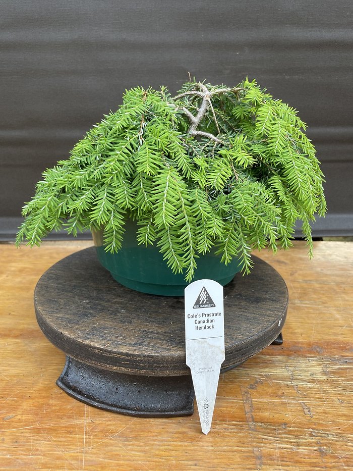 Cole\'s Prostrate Canadian Hemlock, Tsuga Canadensis