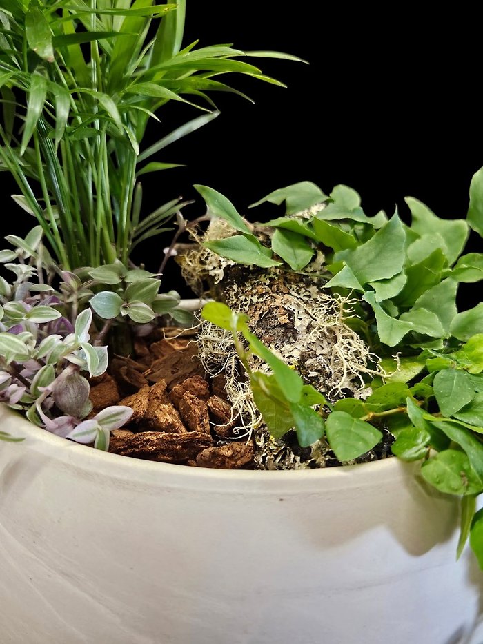 Island Clay Dish Garden