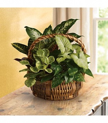 Emerald Garden Basket