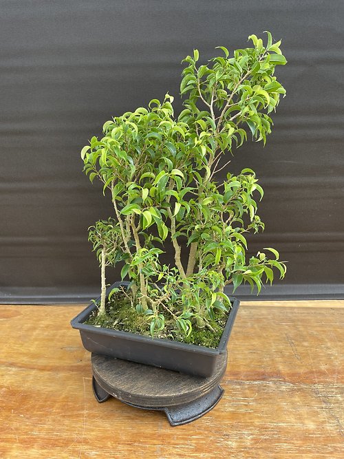 Too Little Weeping Fig, Mini Ficus Benjamina