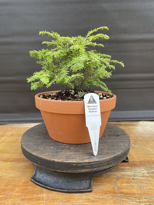 Moon Frost Canadian Hemlock, Tsuga Canadensis