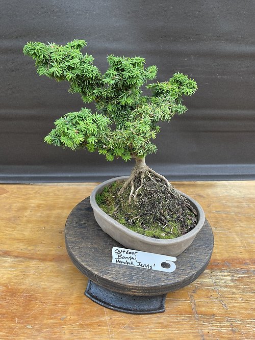 Jervis Canadian Hemlock, Tsuga Canadensis