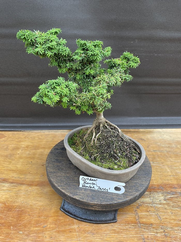 Jervis Canadian Hemlock, Tsuga Canadensis