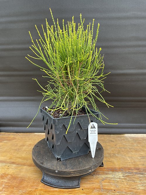 Franky Boy Oriental Arborvitae, Platycladus Orientalis