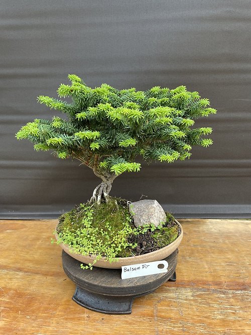 Balsam Fir, Abies Balsamea