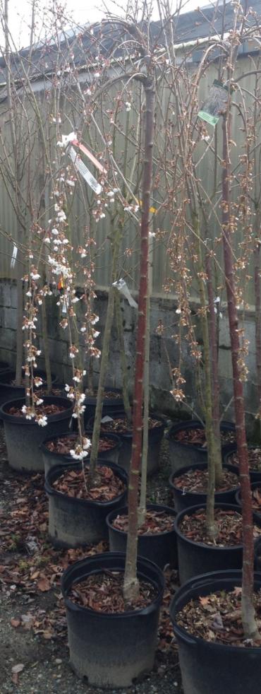 Weeping Flowering Cherry Tree