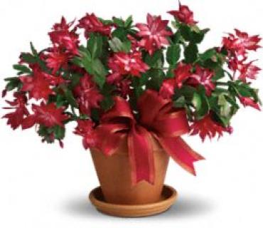 Merry Christmas Cactus