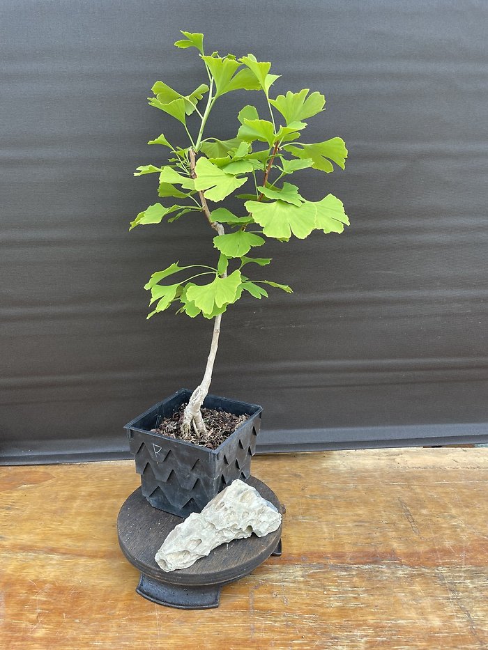 Ginkgo Biloba