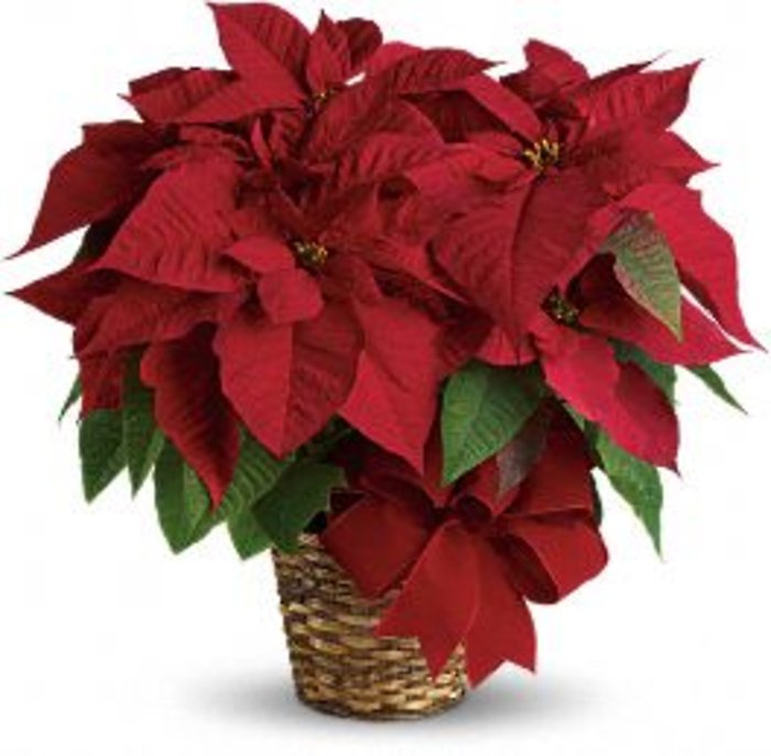 Poinsettia in basket