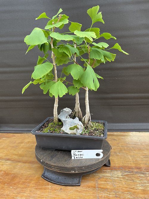 Ginkgo Biloba