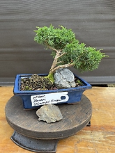 Juniperus Chinensis, \'Shimpaku\'