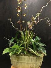 Orchid European Plant Basket