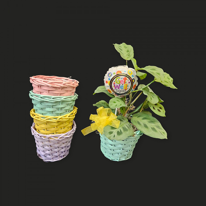 Get Well Wishes Prayer Plant