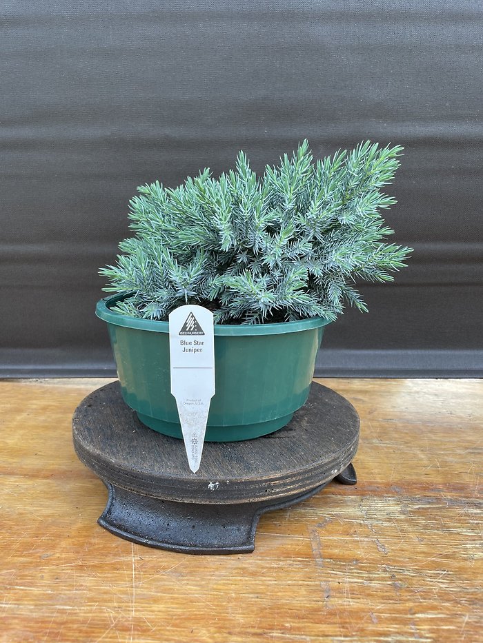 Blue Star, Juniperus Squamata