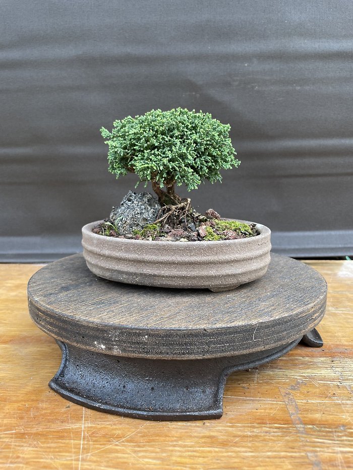 Outdoor Bonsai