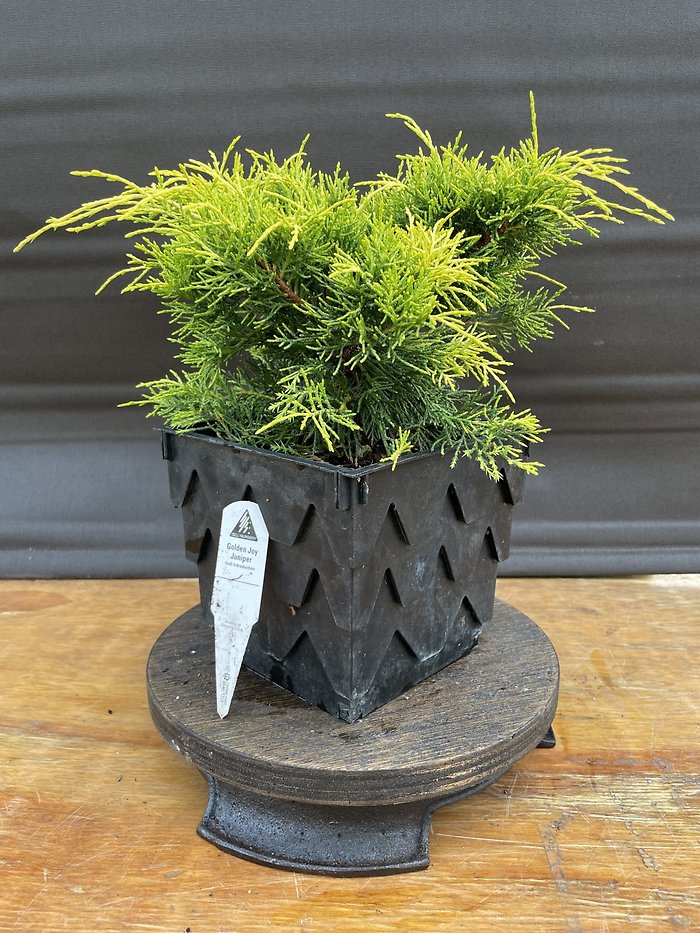Golden Joy Juniper, Juniperus x Pfitzeriana