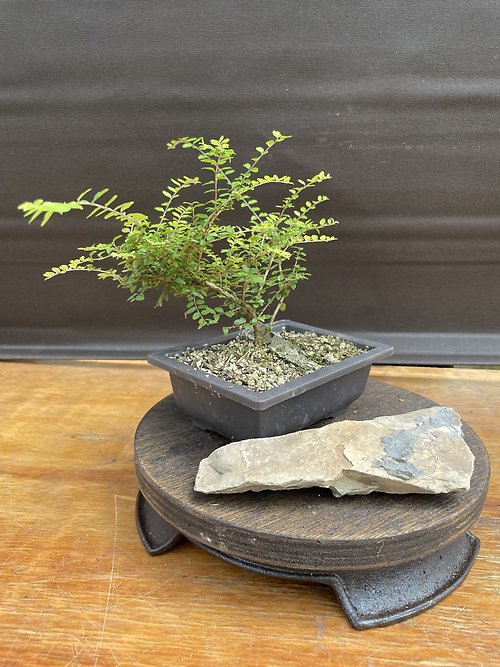 Dwarf Honeysuckle, Lonicera Nitida