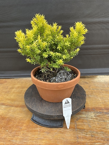 Dwarf Golden Japanese Yew, Taxus Cuspidata