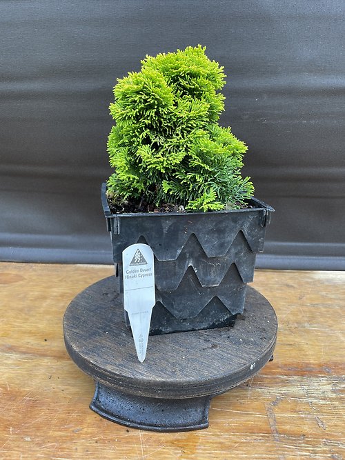 Golden Dwarf Hinoki Cypress, Chamaecyparis Obtusa \'Nana Lutea\'