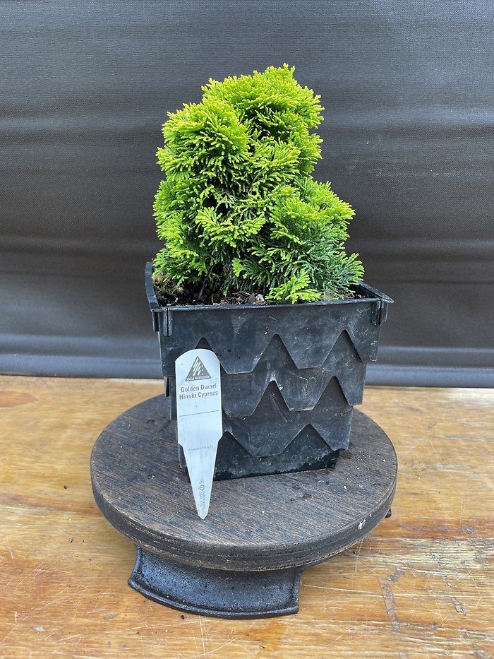 Golden Dwarf Hinoki Cypress, Chamaecyparis Obtusa \'Nana Lutea\'