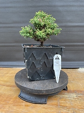 Tansu Japanese Cedar, Cryptomeria Japonica \'Tansu\'