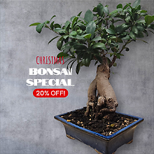 Christmas Bonsai Special