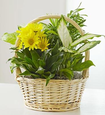 Dish Garden with Fresh Cut Flowers for Sympathy