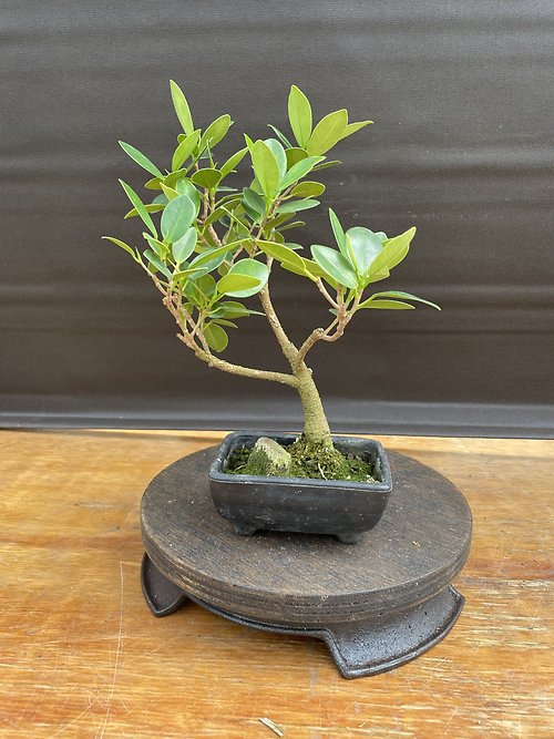 Ficus Microcarpa \'Golden Gate\'