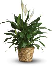 Spathiphyllum Peace Lily - 8\" pot