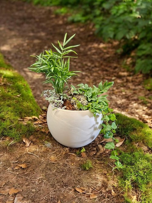 Island Clay Dish Garden