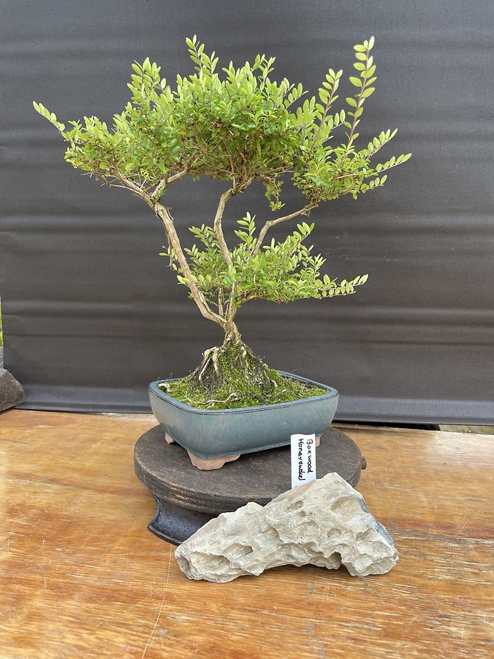 Boxwood Honeysuckle, Lonicera Nitida