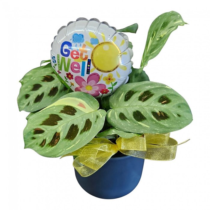 Get Well Wishes Prayer Plant