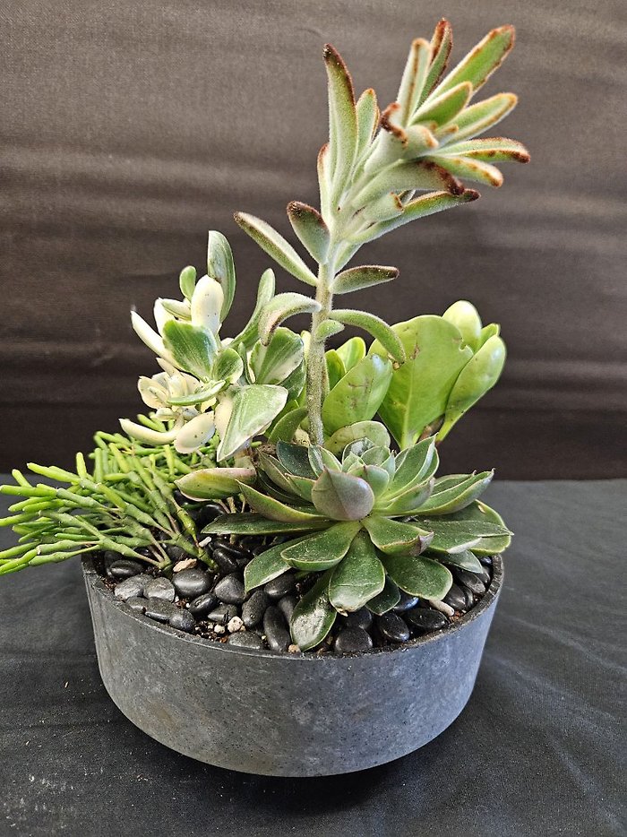 Succulent Dish Garden