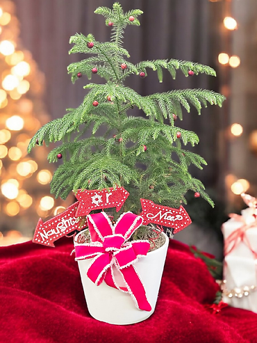 Decorated Norfolk Pine