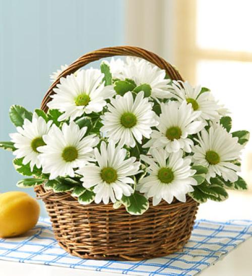 Basket Full of Daisies