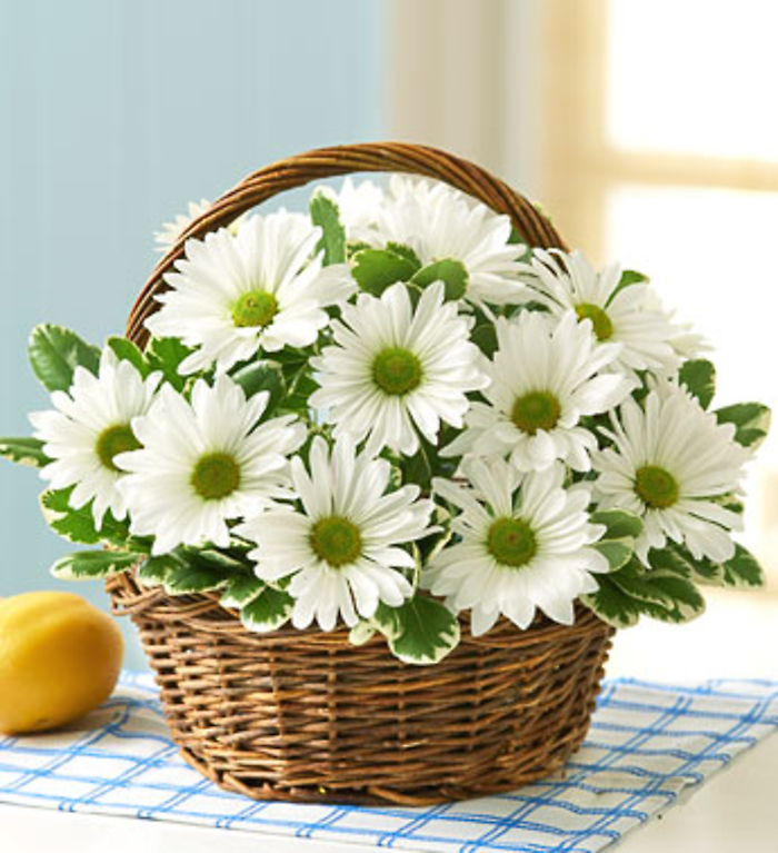 Basket Full of Daisies